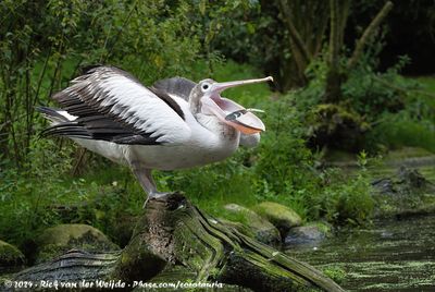 Australian PelicanPelecanus conspicillatus