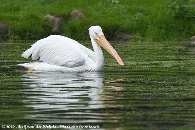 American White PelicanPelecanus erythrorhynchos
