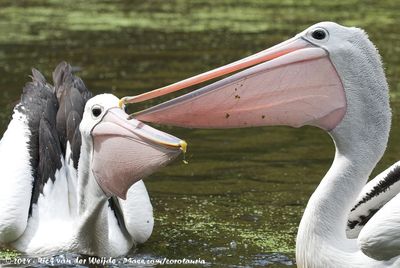 Australian PelicanPelecanus conspicillatus