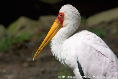 Yellow-Billed StorkMycteria ibis