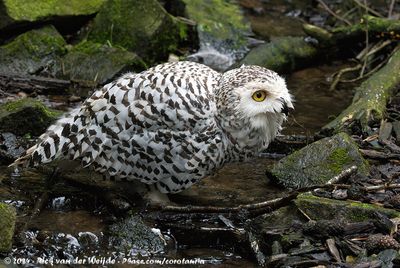 Snowy OwlBubo scandiacus