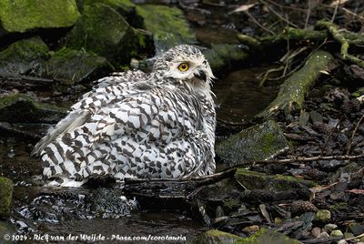 Snowy OwlBubo scandiacus