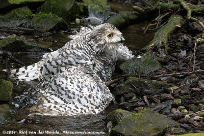 Snowy OwlBubo scandiacus