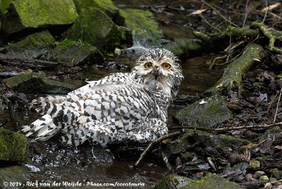 Snowy OwlBubo scandiacus
