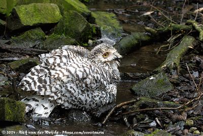 Snowy OwlBubo scandiacus