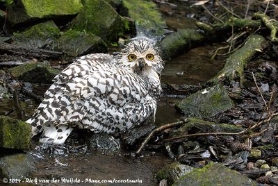 Snowy OwlBubo scandiacus