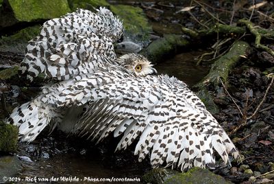 Snowy OwlBubo scandiacus
