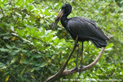 African OpenbillAnastomus lamelligerus ssp.