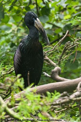 African OpenbillAnastomus lamelligerus ssp.