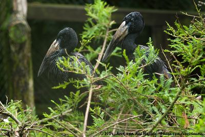 African OpenbillAnastomus lamelligerus ssp.