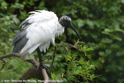 Malagasy Sacred IbisThreskiornis bernieri bernieri