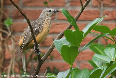 Fawn-Breasted BowerbirdChlamydera cerviniventris