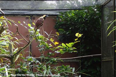 Bird-Of-Paradise exhibit