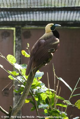 Raggiana Bird-Of-ParadiseParadisaea ragiana ssp.