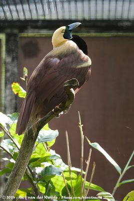 Raggiana Bird-Of-ParadiseParadisaea ragiana ssp.