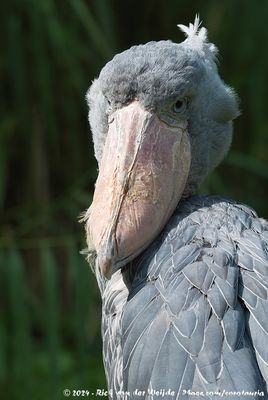 ShoebillBalaeniceps rex