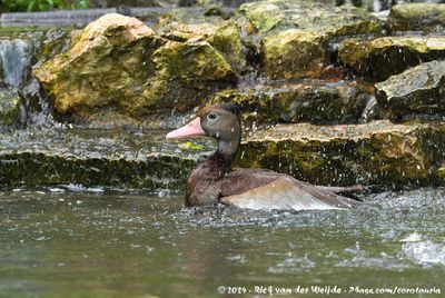 Black-Bellied Whistling DuckDendrocygna autumnalis ssp.