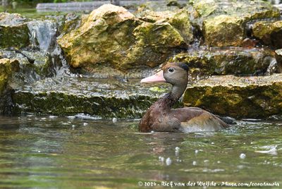 Black-Bellied Whistling DuckDendrocygna autumnalis ssp.