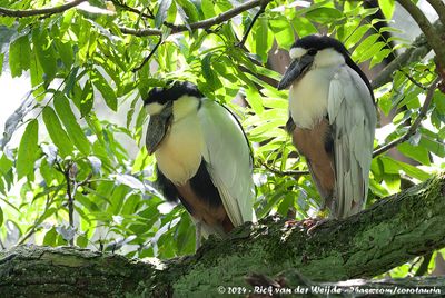 Boat-Billed HeronCochlearius cochlearius cochlearius