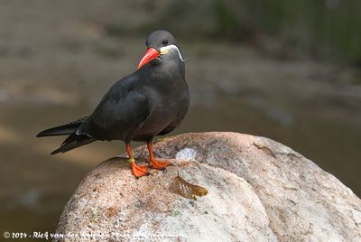 Inca TernLarosterna inca