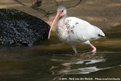 American White IbisEudocimus albus ssp.