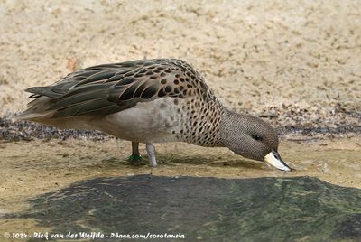 Yellow-Billed TealAnas flavirostris ssp.