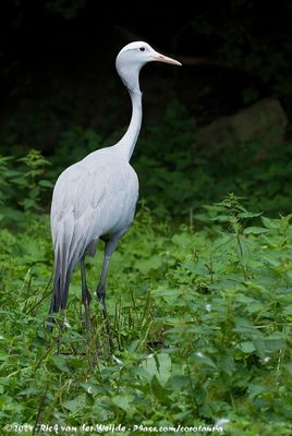 Blue CraneGrus paradisea