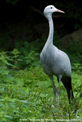 Blue CraneGrus paradisea