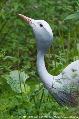 Blue CraneGrus paradisea