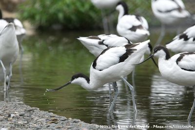 Pied AvocetRecurvirostra avosetta