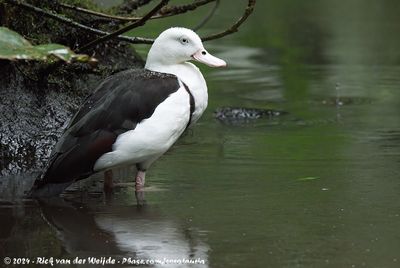 Radjah ShelduckRadjah radjah ssp.