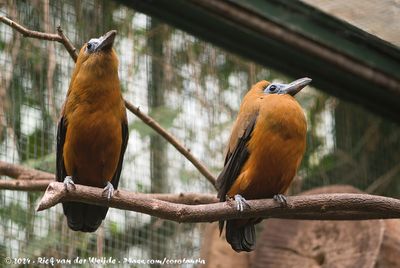 CapuchinbirdPerissocephalus tricolor