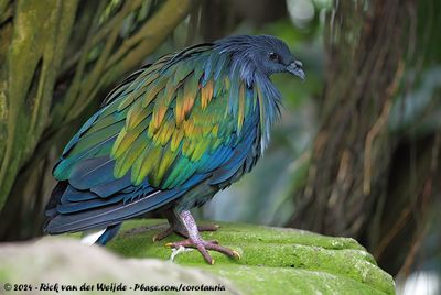 Nicobar Pigeon (Manenduif)