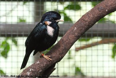 Sulawesi MynaBasilornis celebensis