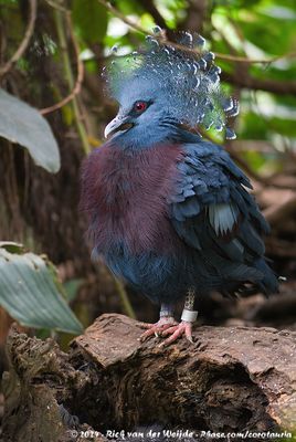 Victoria Crowned PigeonGoura victoria ssp.