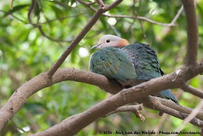 Green Imperial PigeonDucula aenea paulina
