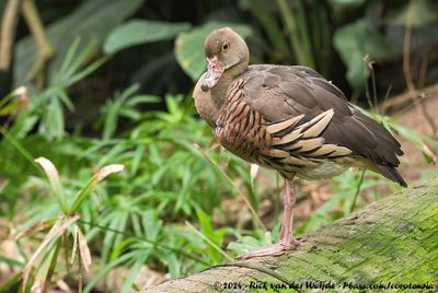 Plumed Whistling DuckDendrocygna eytoni