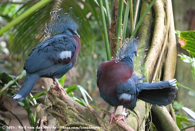 Victoria Crowned Pigeon (Waaierduif)