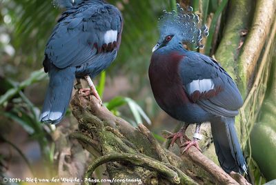 Victoria Crowned PigeonGoura victoria ssp.