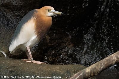 Javan Pond Heron (Javaanse Ralreiger)