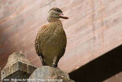 Spotted Whistling DuckDendrocygna guttata