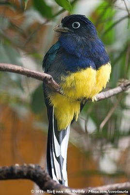 Green-Backed TrogonTrogon viridis
