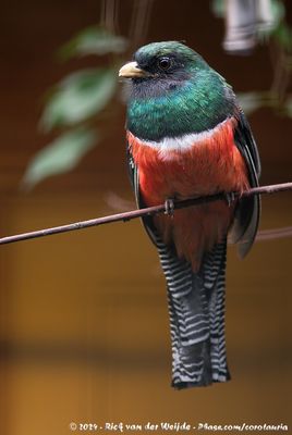 Collared TrogonTrogon collaris puella