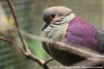 Crested Quail-DoveGeotrygon versicolor