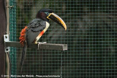 Chestnut-Eared AracariPteroglossus castanotis ssp.