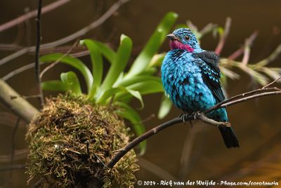 Spangled CotingaCotinga cayana