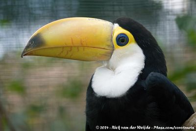 Toco ToucanRamphastos toco ssp.