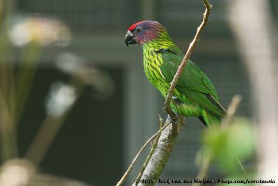 Goldie's LorikeetGlossoptilus goldiei
