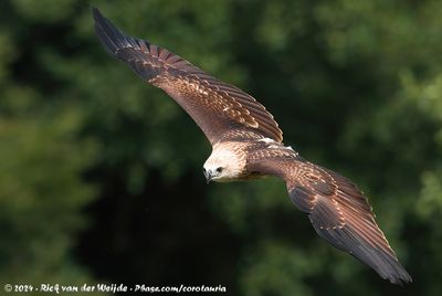 Brahminy KiteHaliastur indus intermedius