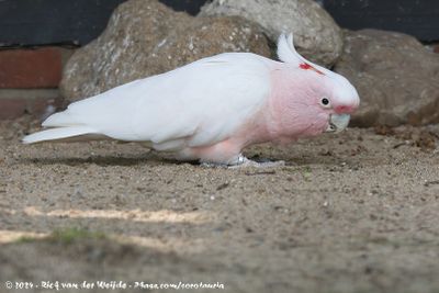 Pink CockatooCacatua leadbeateri ssp.